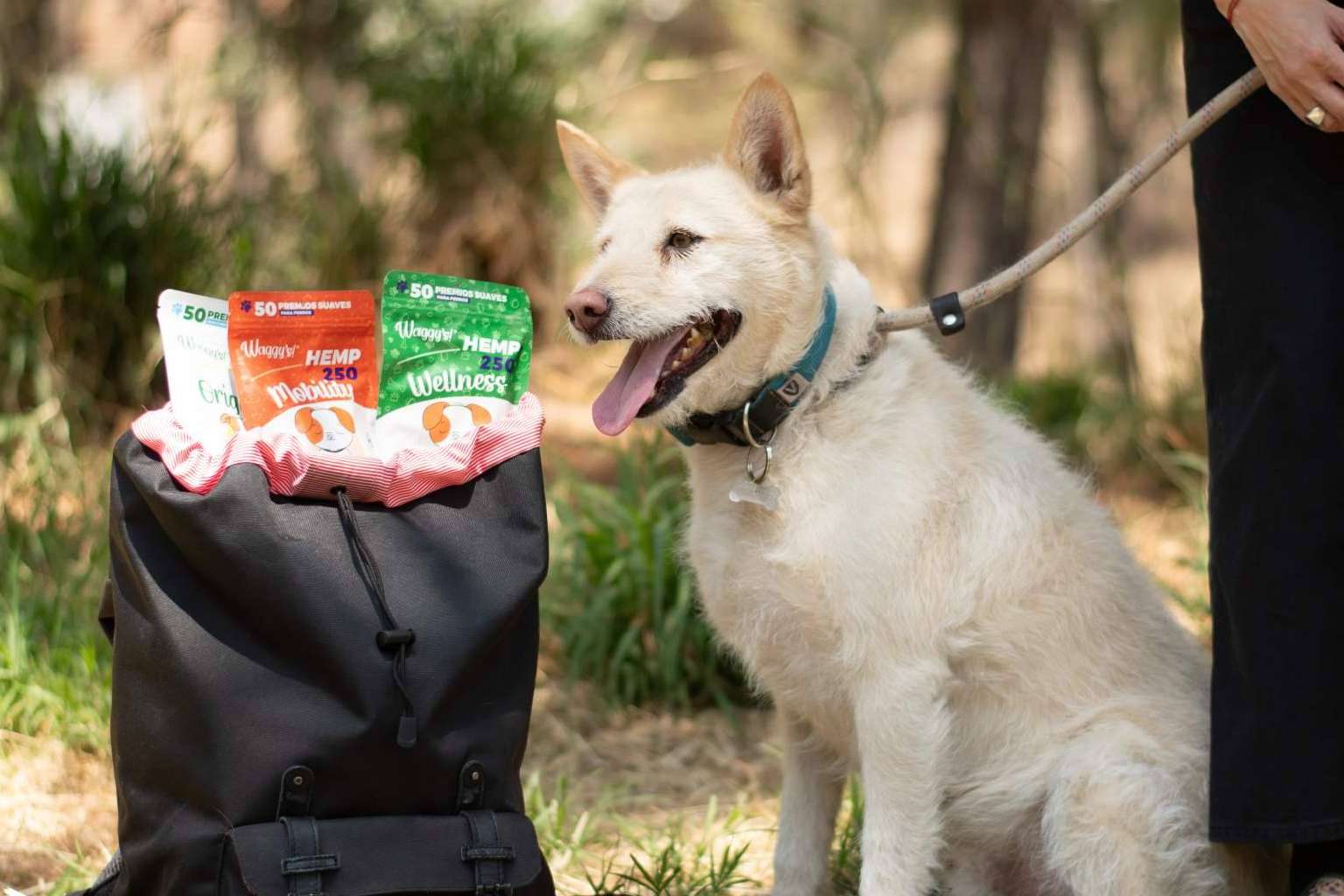 Premios con CBD para perros y mascotas. ¿Valen la pena?